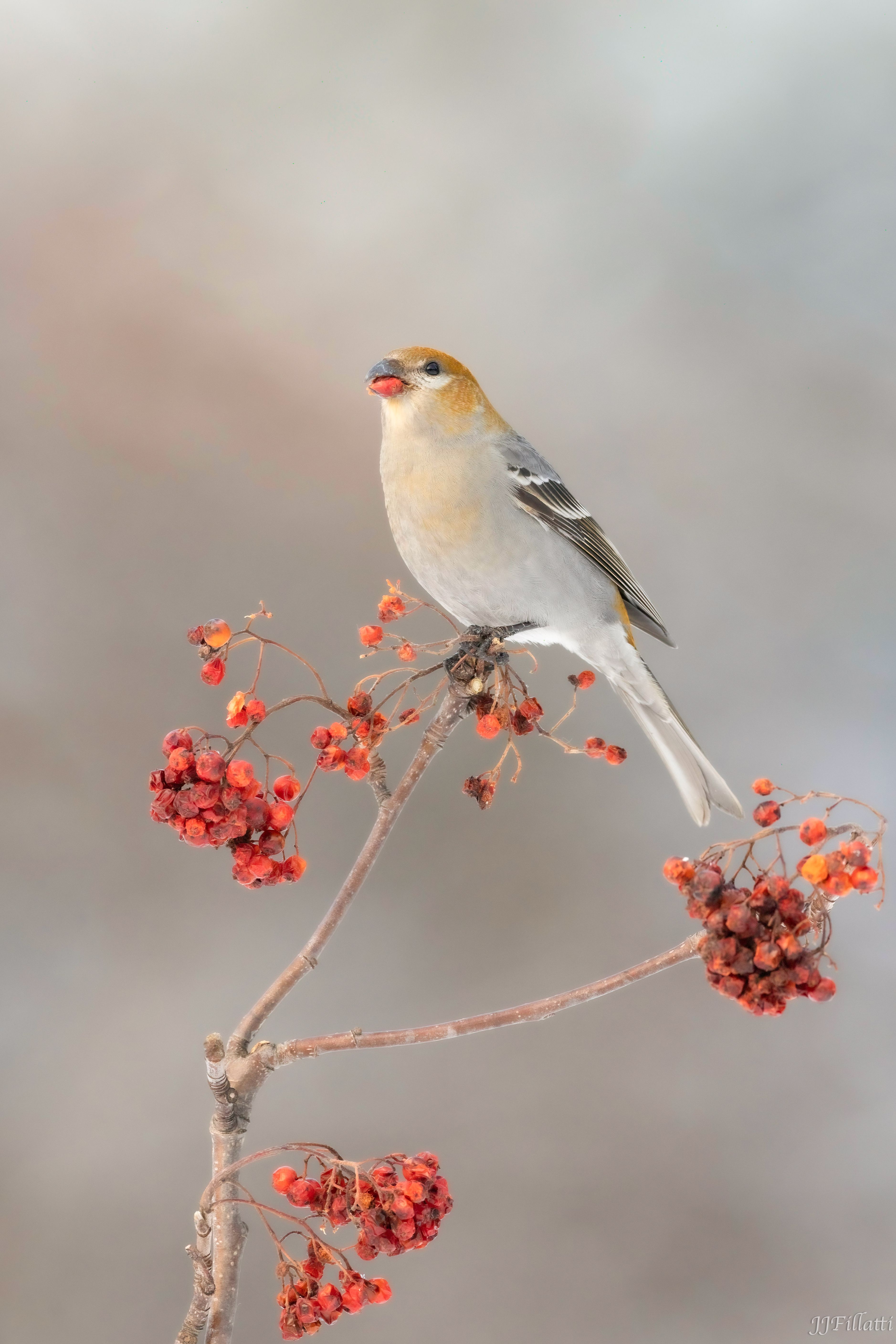 bird of homer alaska image 31